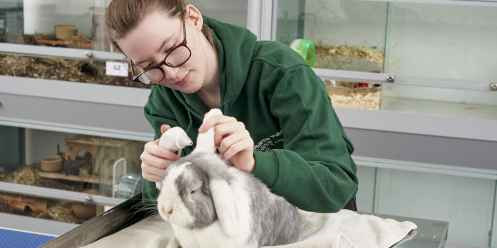 Animal care student with rabbit
