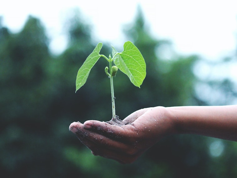 Hand holding plant