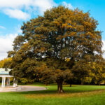 A large tree in Clifton Park, Rotherham