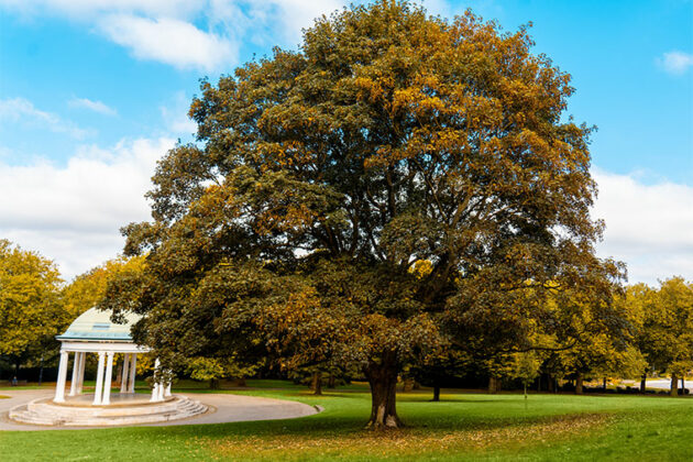 A large tree in Clifton Park, Rotherham