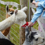 People feeding the animals at Dearne Valley College summer festival