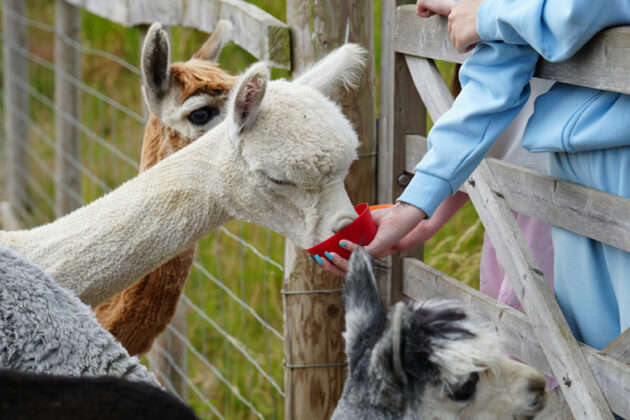 People feeding the animals at Dearne Valley College summer festival